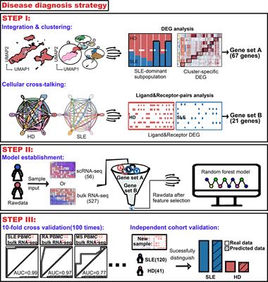 Accurate Machine Learning Model to Diagnose Chronic Autoimmune Diseases Utilizing Information From B Cells and Monocytes